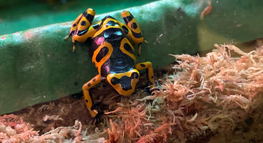 black and yellow poisonous dart frog