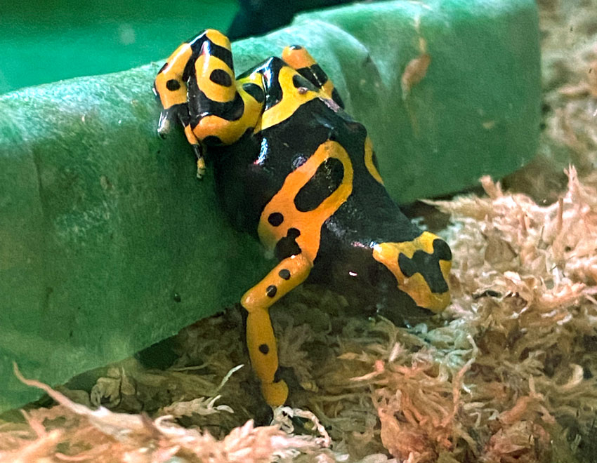 A poisonous dart frog seen at Jenkinson's Aquarium in Point Pleasant Beach, NJ.