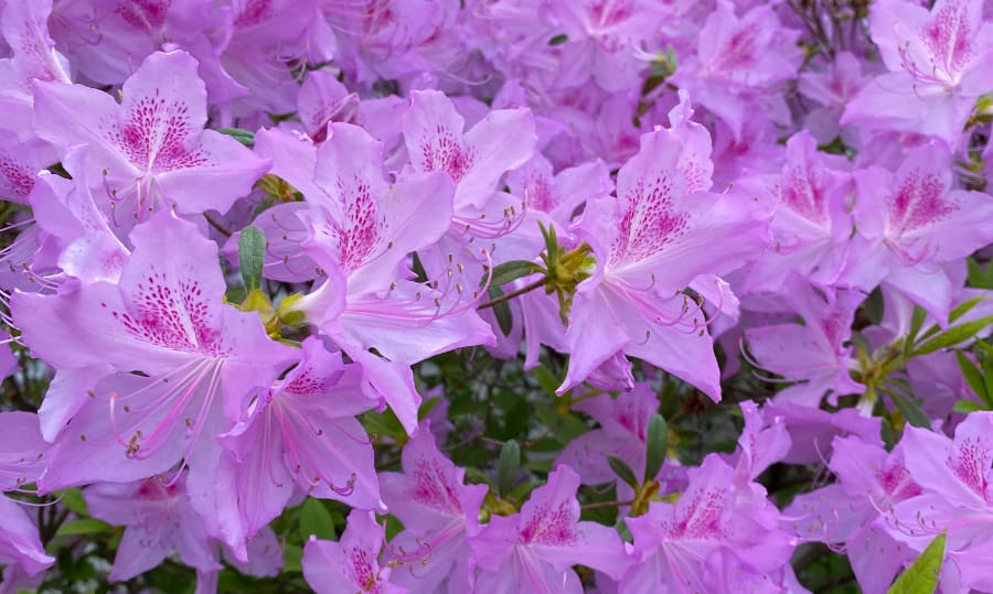 Azalea Poukhanense flowers