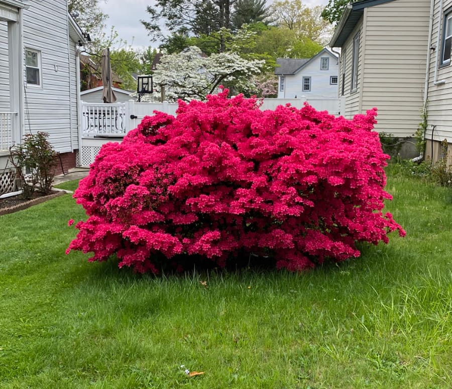 An intensely colored azalea bush seen in Bloomfield, NJ.