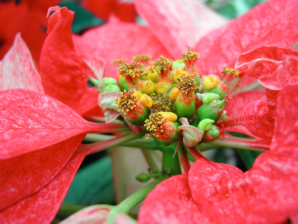 Detailed photo of a poinsettia flower seen at the Como Conservatory in Minnesota.