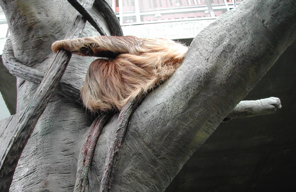 Sloth in a tree at the Como Zoo in Minnesota
