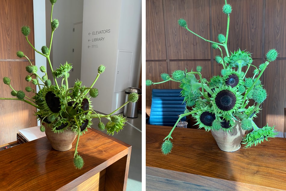 Gorgeous floral arrangement with sunflowers and manroot at Pace Gallery in NYC.