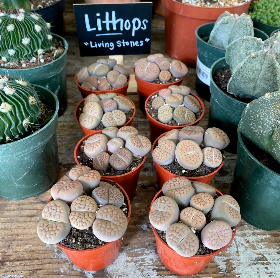 A collection of Lithops Living Stones, as seen at The Old Yew Plant Store in NYC.