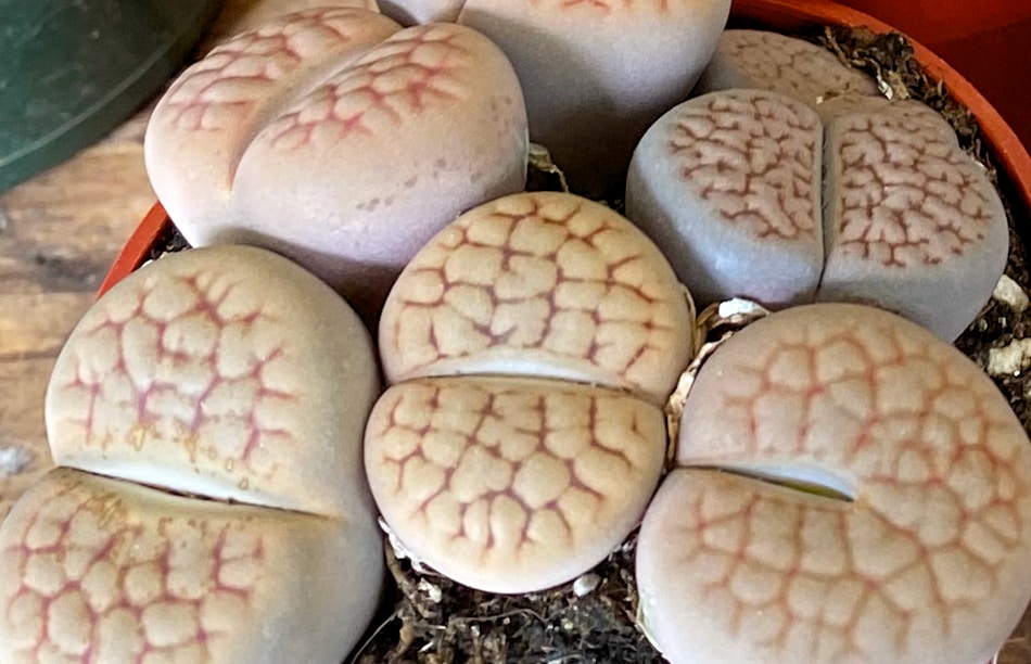 Lithops, also known as Living Stones