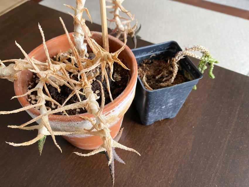 Dying succulents mean I have no green thumb