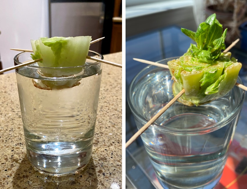 Regenerate lettuce from a cut base