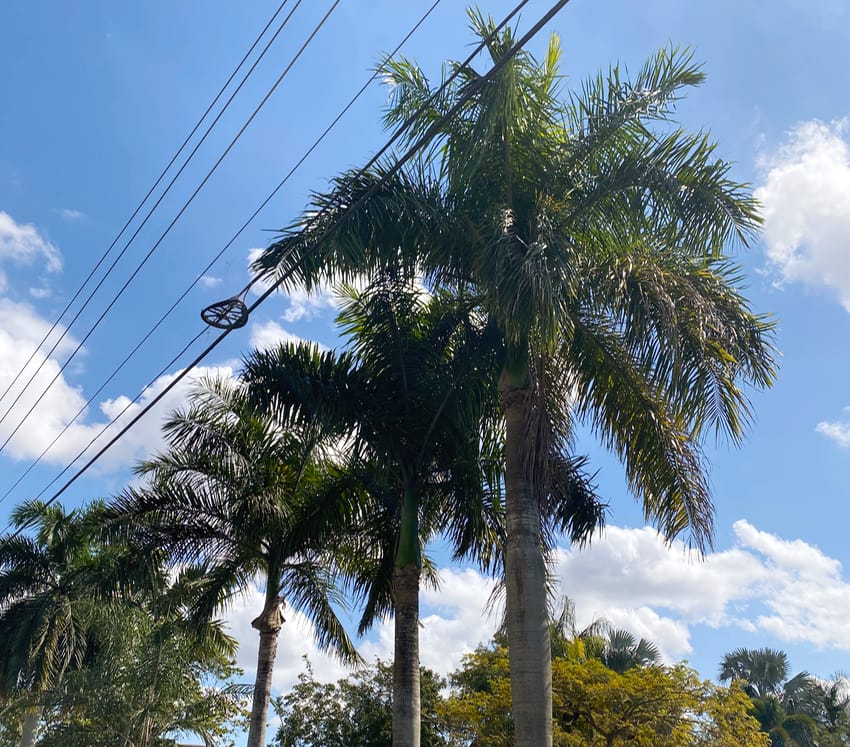 palm trees in Florida