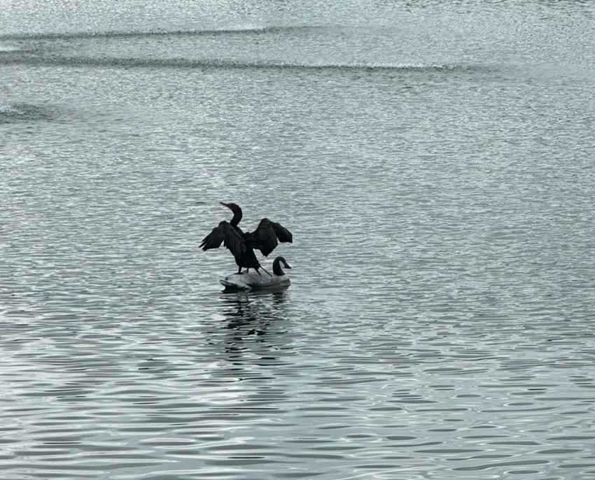 a goose sitting on the back of a duck in Florida