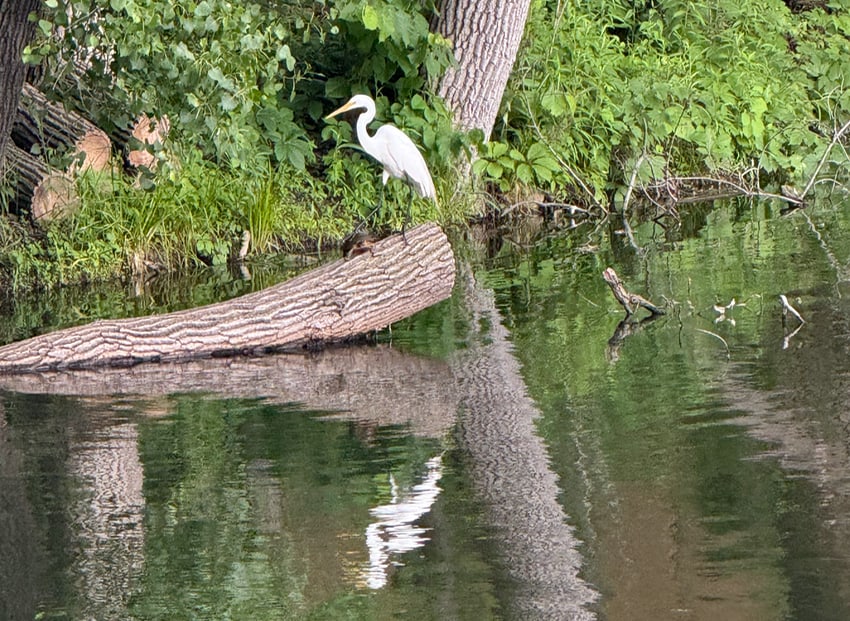 An egret on a tree trunk at a pond