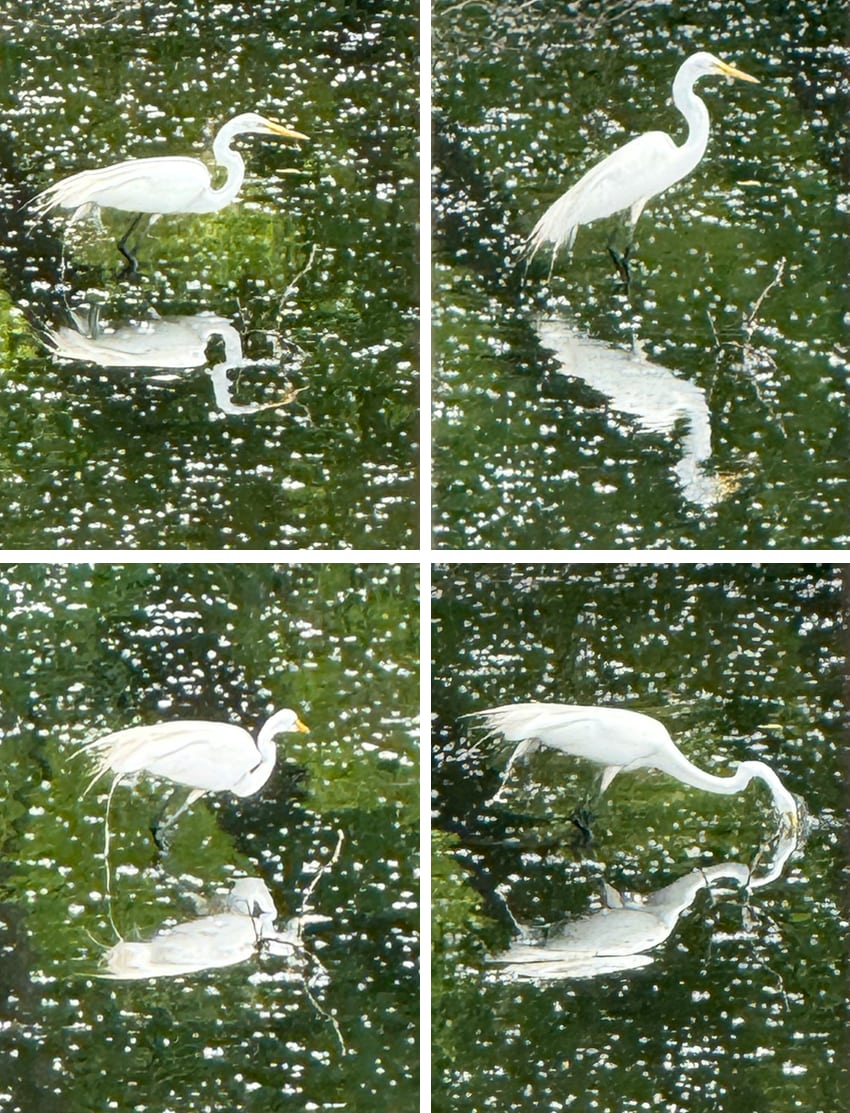 egret mirrored reflections on a pond