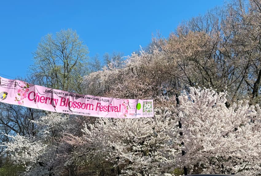 2026 Cherry Blossom Festival in Branch Brook Park, Newark