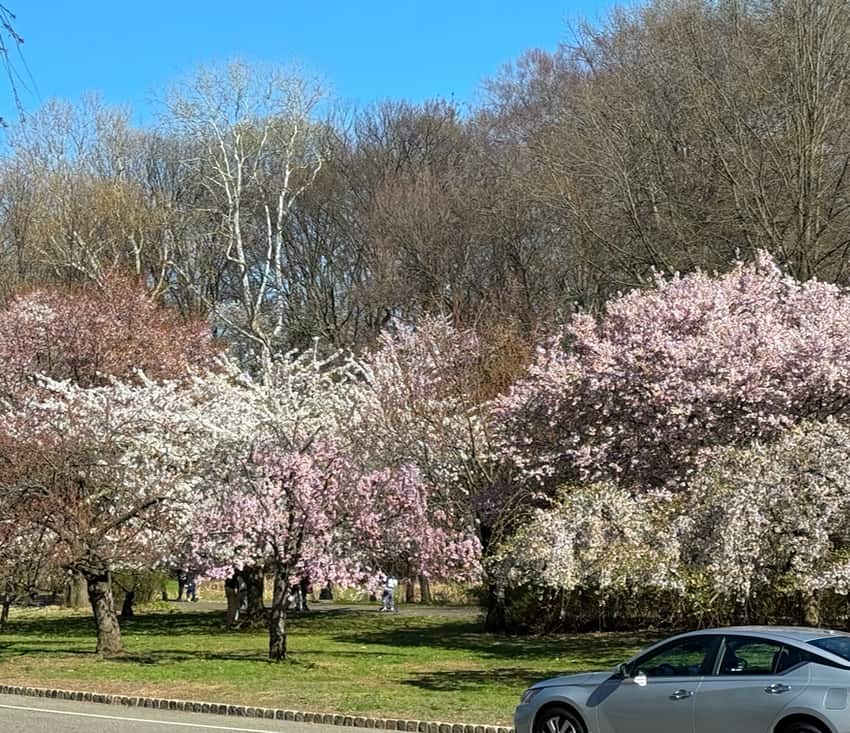 Branch Brook Park Cherry Blossoms