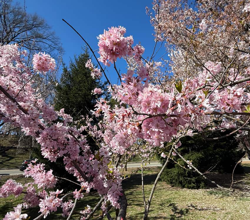 pink cherry blossoms in Branch Brook Park, Newark