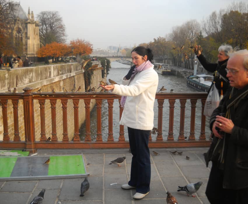 House sparrows feeding on Pont au Double near Notre Dame