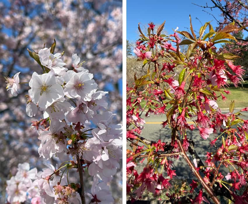 white and pink variations of cherry blossoms in Branch Brook Park