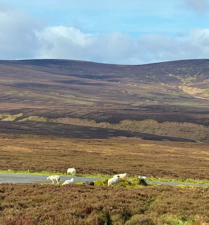 Free range sheep in the Wicklow Mountains region of Ireland.
