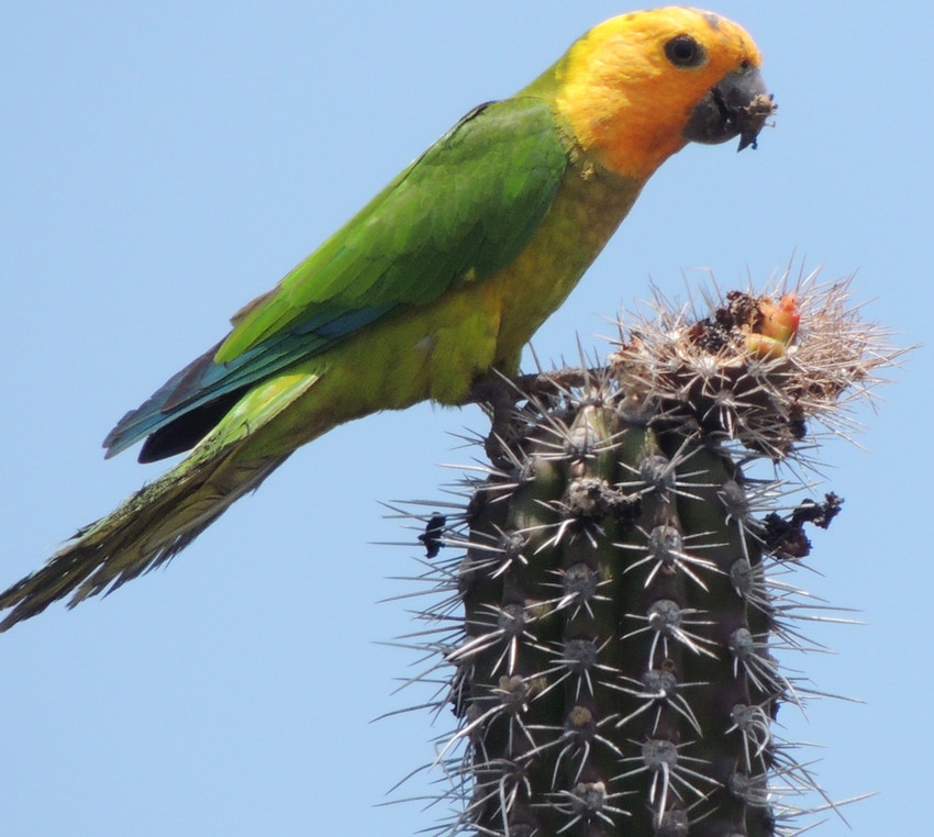 a parakeet eating cactus fruit in Bonaire
