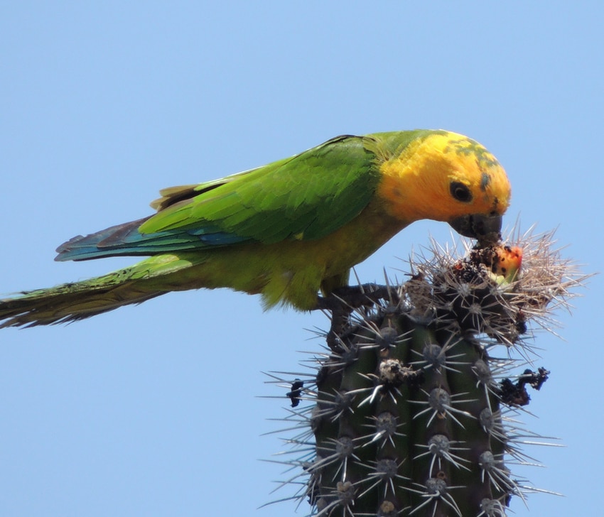 A brown-throated parakeet in the act of eating from a cactus in Bonaire.