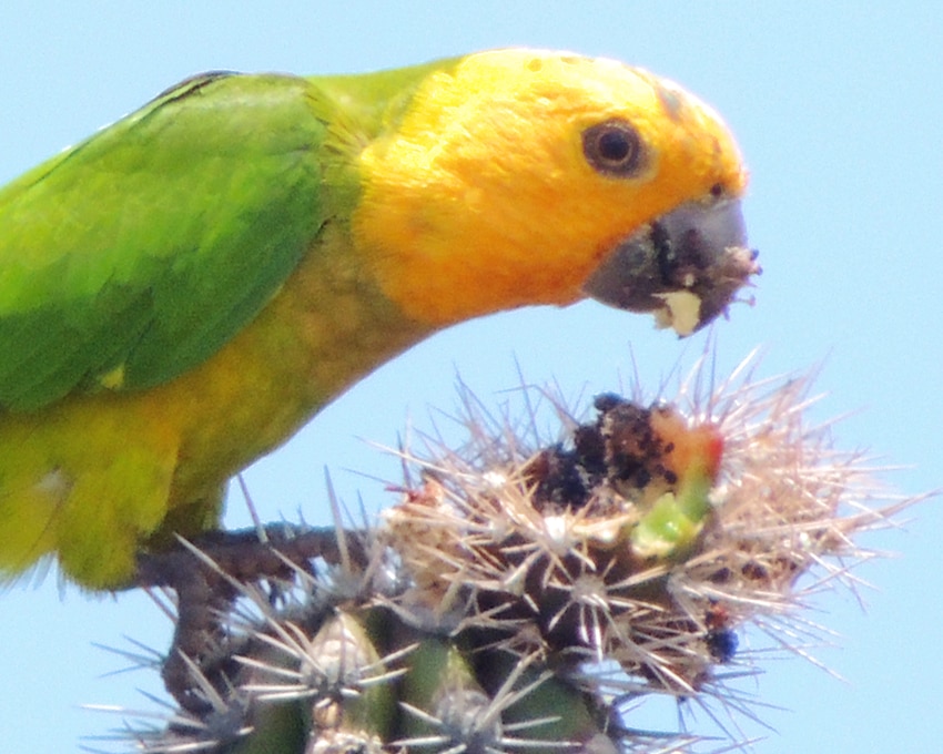 A brown-throated parakeet in the act of eating from a cactus in Bonaire.