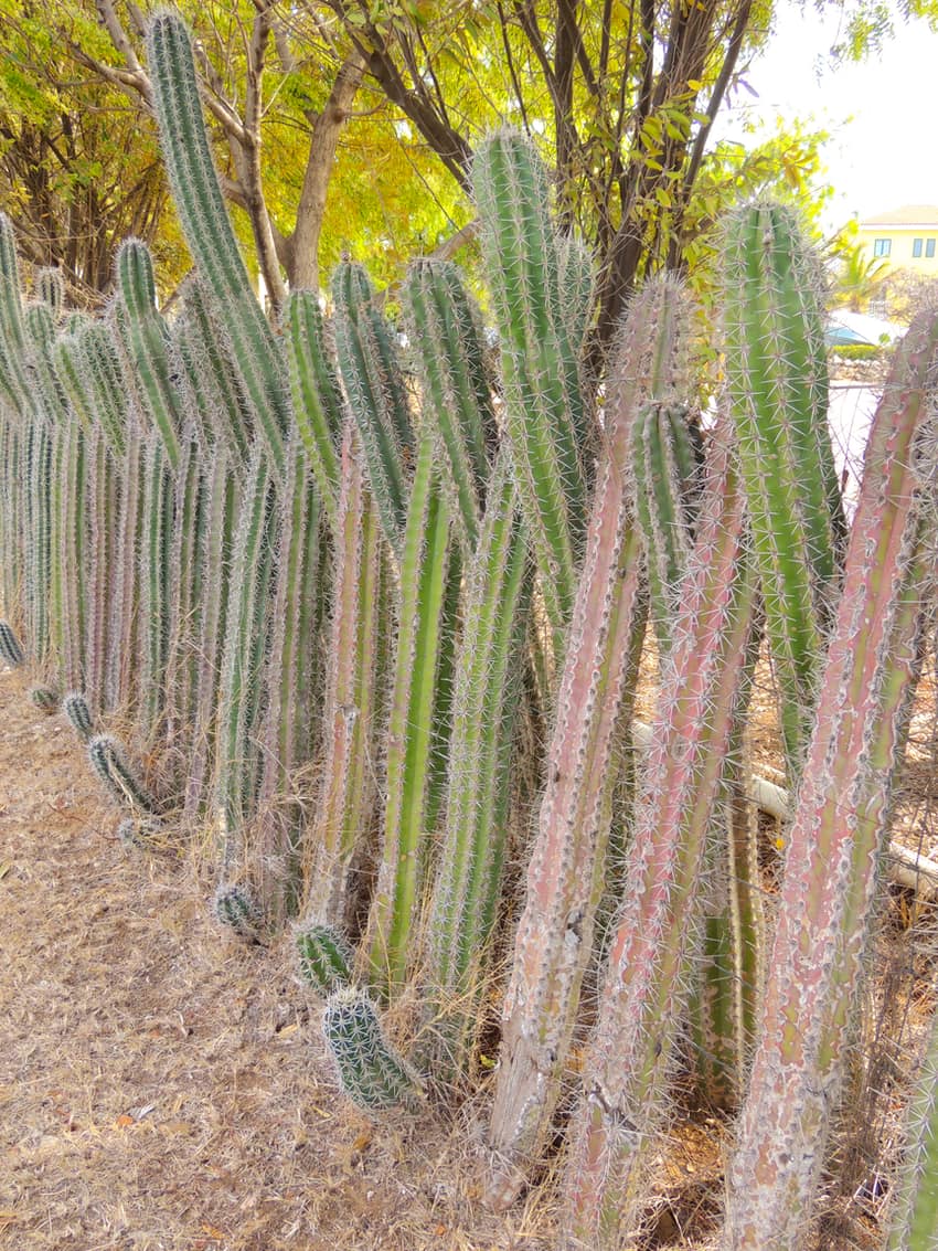 A uniform cactus fence as seen in Bonaire.