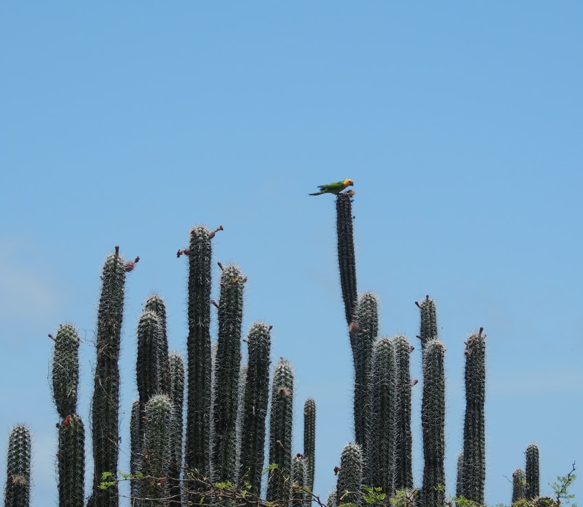 parakeet on top of cactus in Bonaire