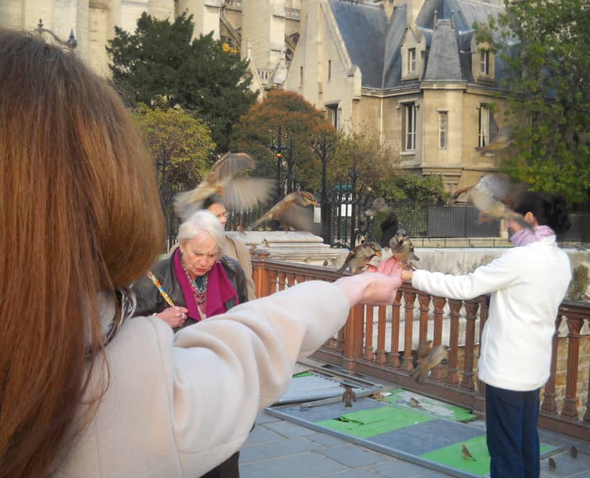 Paris Sparrows near Notre Dame