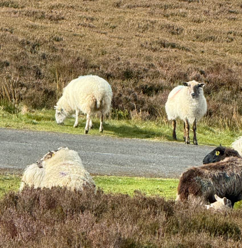 Sheep on the road in the Wicklow Mountains region of Ireland.