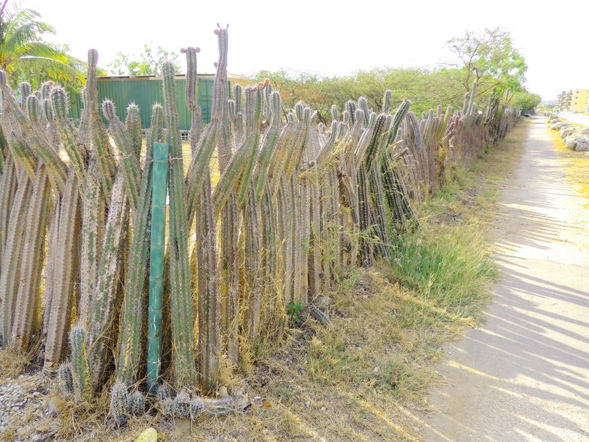 wall or fence made of cactus