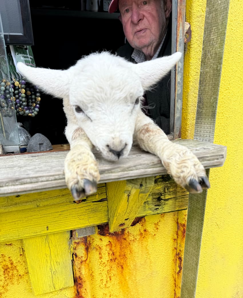 5 day old lamb rescued in Ireland