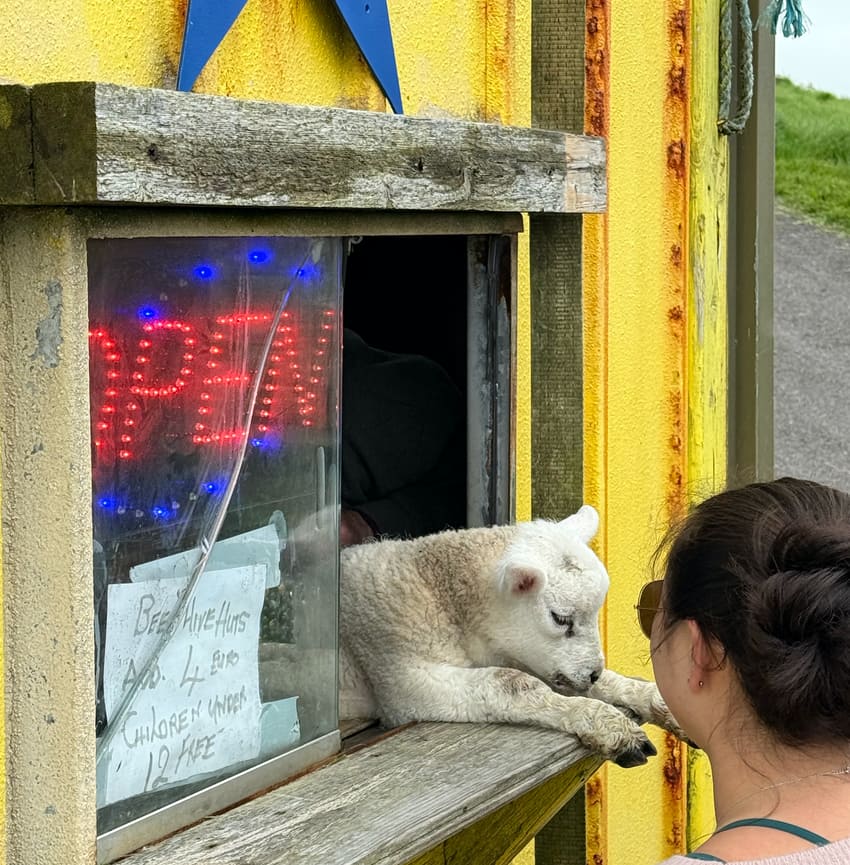 abandoned but rescued lamb in Ireland